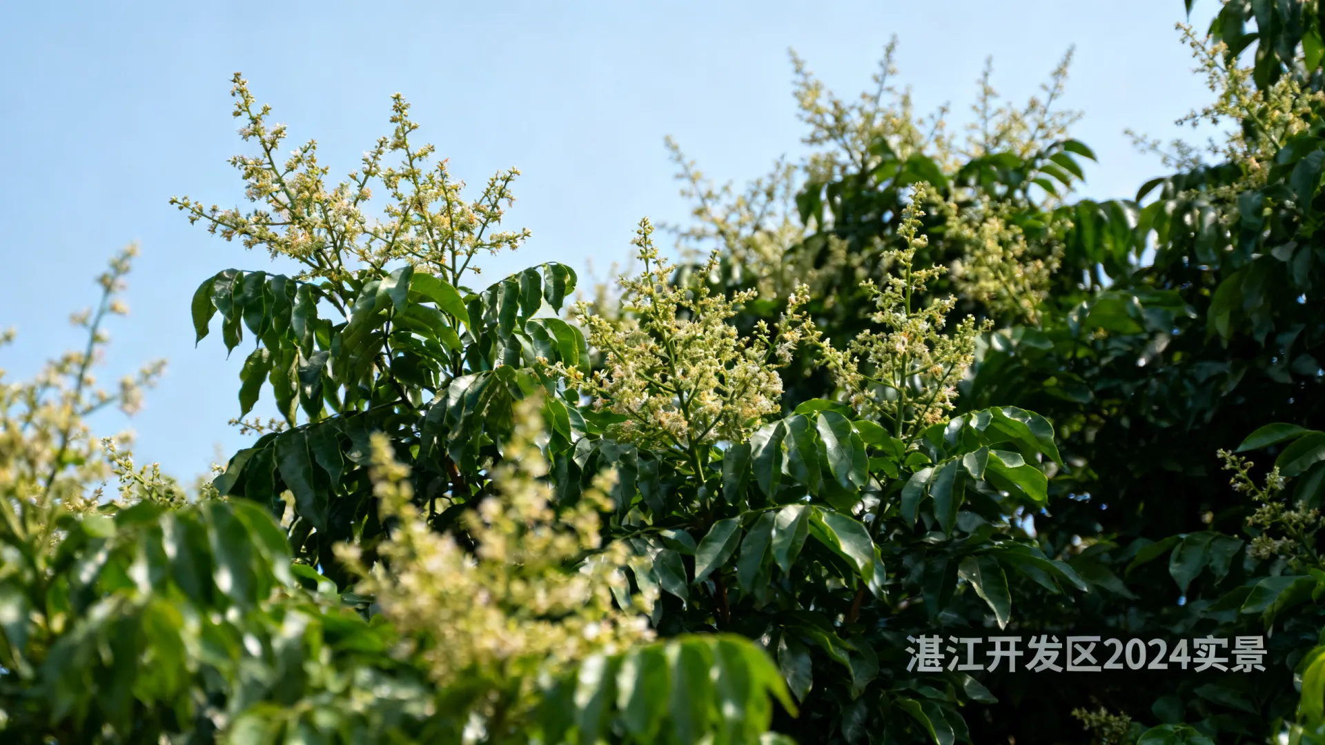 湛江开发区图片 湛江开发区图片