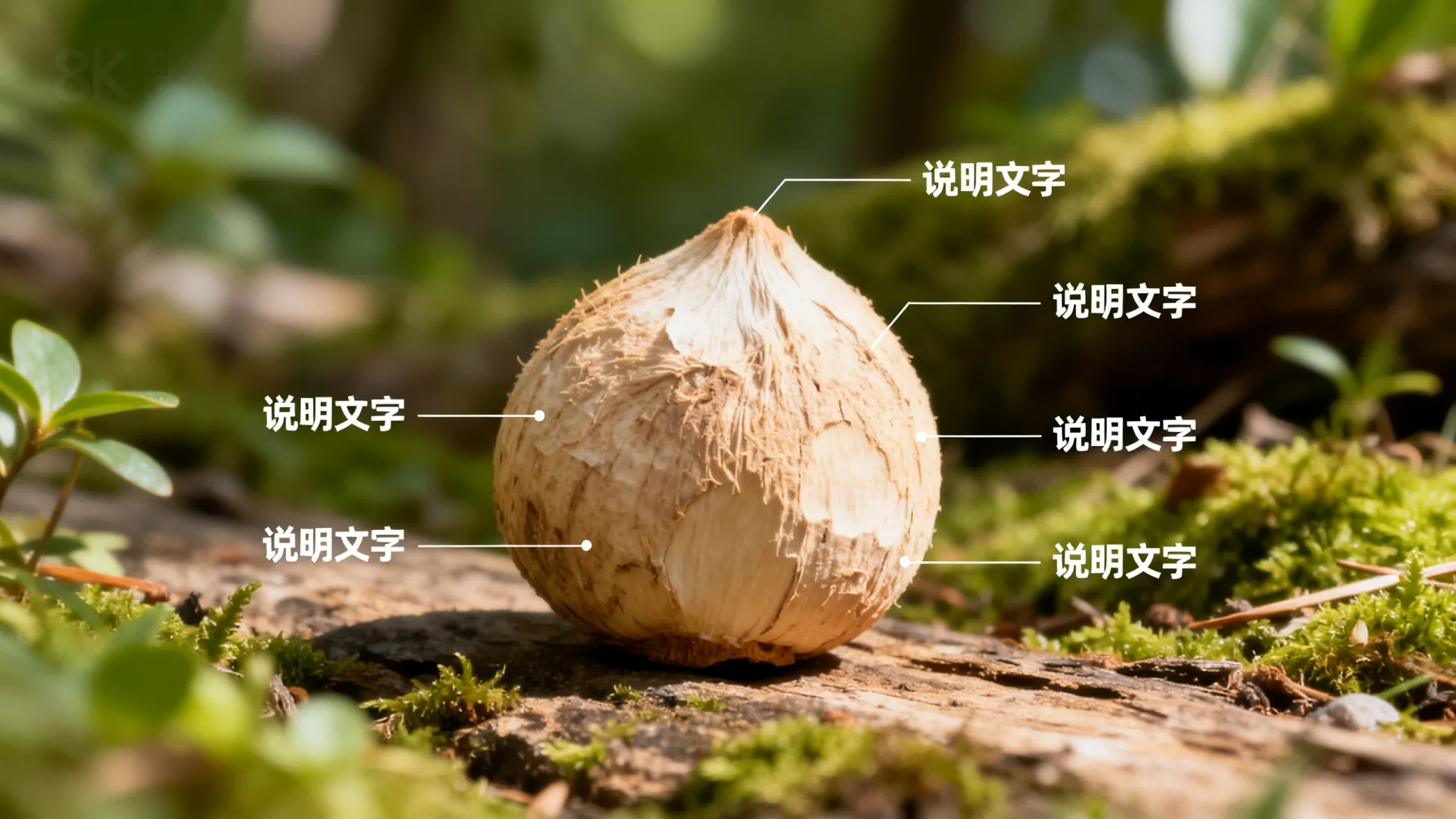 安卓全球开发者大会