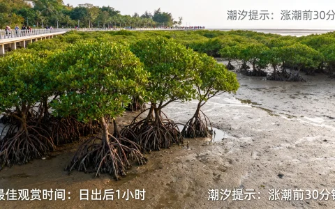 开发区红树林在哪里？开发区红树林游玩攻略详解