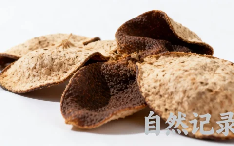 棉花云高防CN2线路新加坡服务器怎么样，新加坡独享CN2线路推荐